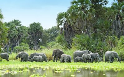 1334857-a-herd-of-elephant-in-the-selous