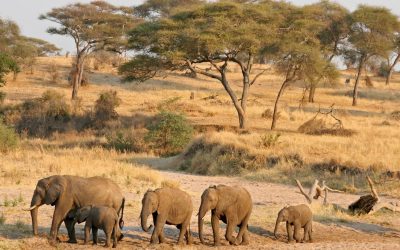 384486-elephant-in-tarangire-national-park