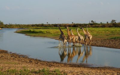 8-day-tanzania-safari