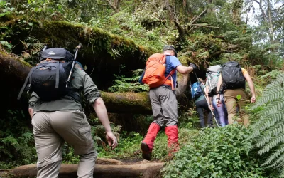 Day_trip_Machame_Camp-scaled (1)