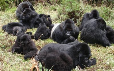 Gorillas