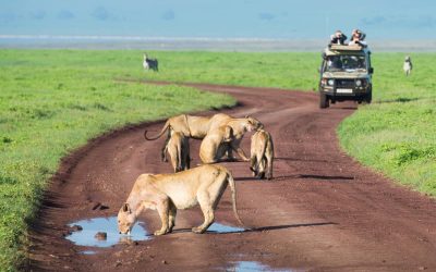 Lions-on-the-road-on-safari