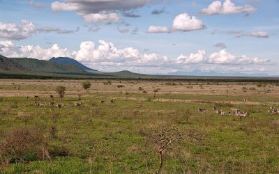 Die Buschsavanne erstreckt sich bis nach Kenia (Tsavo West Nationalpark)