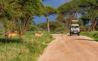 On-safari-2048x1366