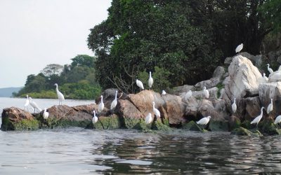 Rubondo_Island_National_Park_x_32 (1)