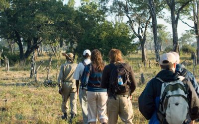 Discovering African wildlife on foot