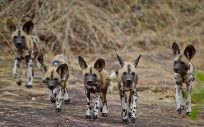 e9943874fae94b28981d7ea445e94ece