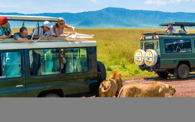 Safari jeep driving on busy dirt road on floor of Ngorongoro Crater, looking for lions activity up close. Savannah landscape. Steep sides of crater in distance. Extinct volcano.Tanzania, Africa