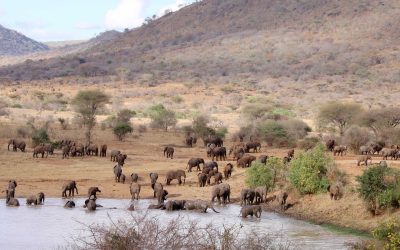 mkomazi-national-park-1920x1280-10