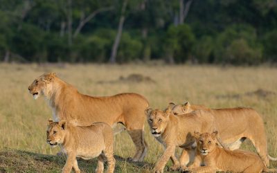 serengeti-national-park-tanzania-national-parks-nasikia-camps-game-drives-tours-tanzania-safaris-africa-lion-family