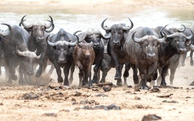 Ngurdoto Crater surrounded by lush green forest in Arusha National Park