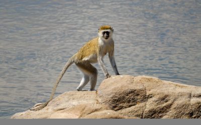 shutterstock_1014293467