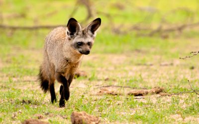 shutterstock_104756318