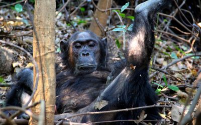 shutterstock_1143581342