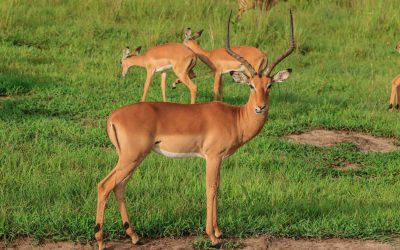 shutterstock_1260734305