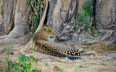 shutterstock_1318392728