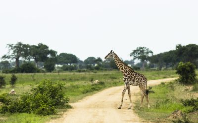 shutterstock_1399452836