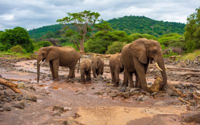 shutterstock_1476944585