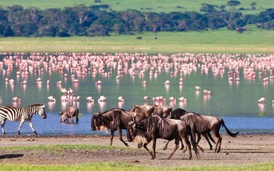 Panoramic view of Ngorongoro Crater from the rim at sunrise