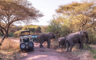 Elephant,In,Beautiful,Landscape,Scenery,Of,Bush,Savannah,-,Game