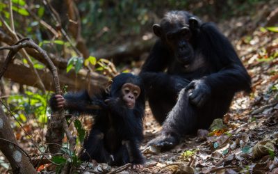 shutterstock_211217371