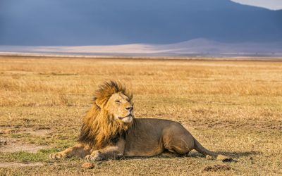 Lions resting on the Ngorongoro Crater floor during dry season