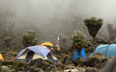 Dense rainforest ecosystem in Kilimanjaro National Park