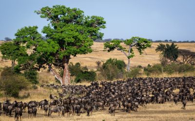 shutterstock_330993116 - Copy