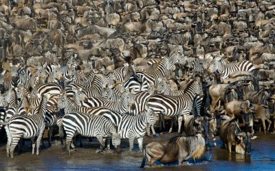 Big,Herd,Of,Zebras,Standing,In,Front,Of,The,River.