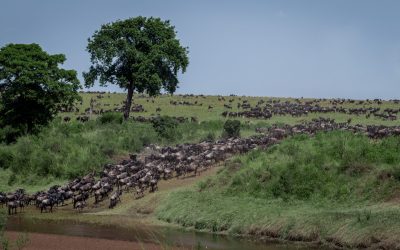 shutterstock_456035434