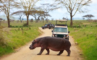 Game,Drive.,Safari,Cars,On,Game,Drive,With,Hippo,Crossing