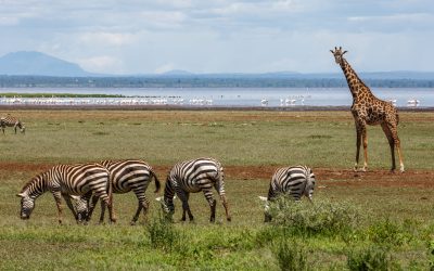 shutterstock_629677979