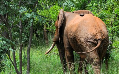 shutterstock_706729354