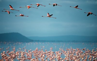 tanzanie-le-parc-national-du-lac-manyara_760