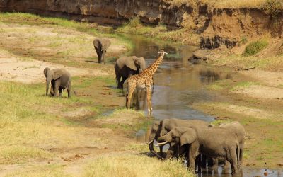 tarangire-national-park-1